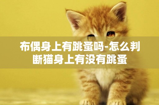 布偶身上有跳蚤嗎-怎么判斷貓身上有沒有跳蚤