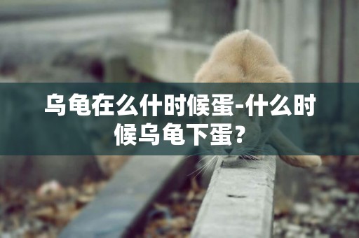 烏龜在么什時候蛋-什么時候烏龜下蛋？