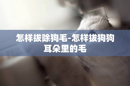 怎樣拔除狗毛-怎樣拔狗狗耳朵里的毛