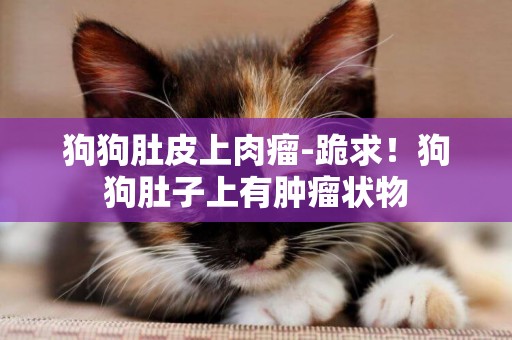 狗狗肚皮上肉瘤-跪求！狗狗肚子上有腫瘤狀物