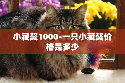 小藏獒1000-一只小藏獒價格是多少