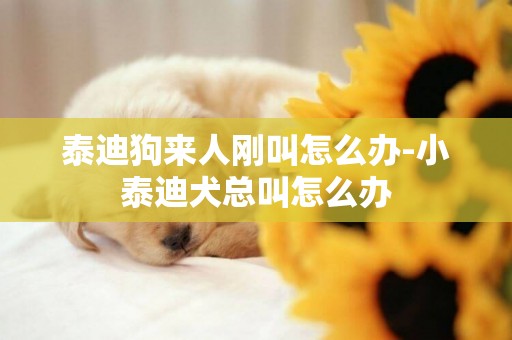 泰迪狗來人剛叫怎么辦-小泰迪犬總叫怎么辦