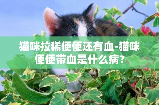 貓咪拉稀便便還有血-貓咪便便帶血是什么病？