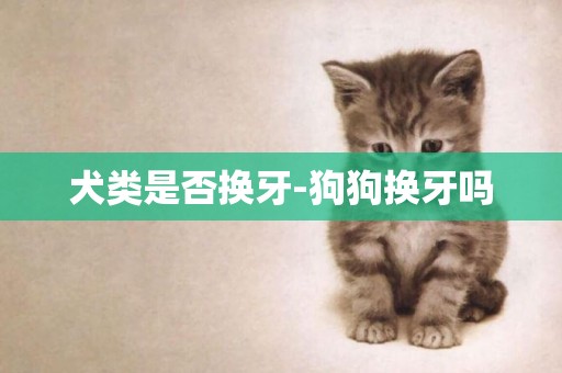 犬類是否換牙-狗狗換牙嗎