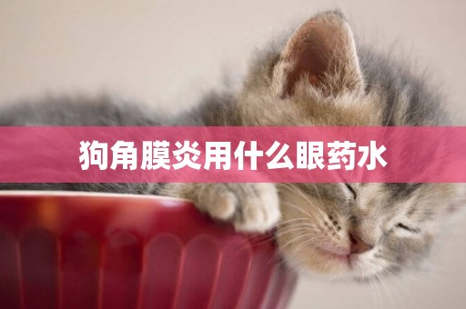 狗角膜炎用什么眼藥水