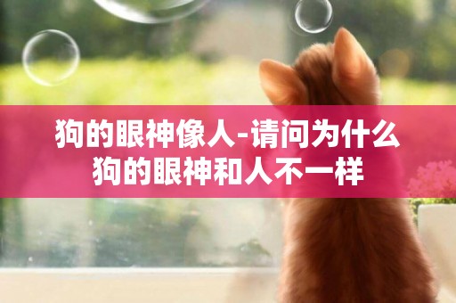 狗的眼神像人-請問為什么狗的眼神和人不一樣