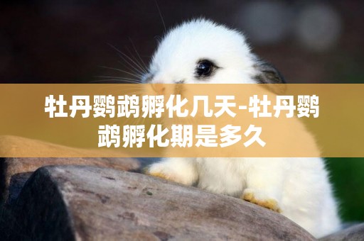 牡丹鸚鵡孵化幾天-牡丹鸚鵡孵化期是多久