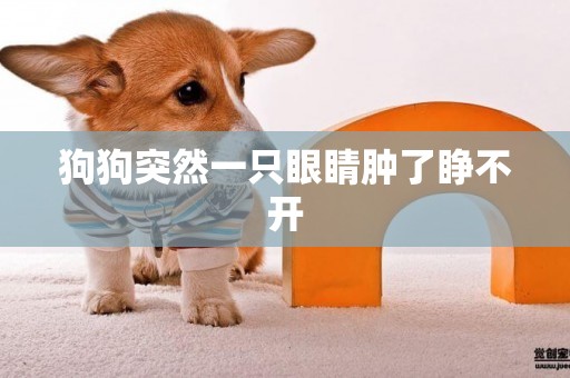 狗狗突然一只眼睛腫了睜不開