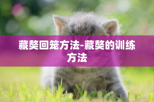 藏獒回籠方法-藏獒的訓練方法