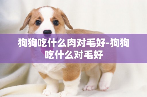 狗狗吃什么肉對毛好-狗狗吃什么對毛好