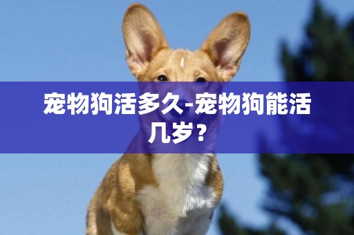 寵物狗活多久-寵物狗能活幾歲？
