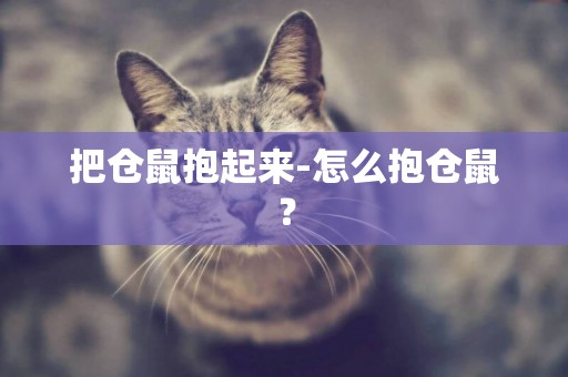 把倉鼠抱起來-怎么抱倉鼠？