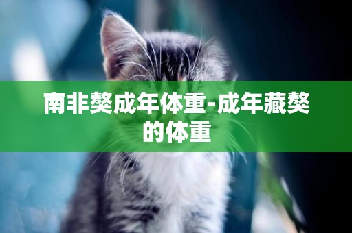 南非獒成年體重-成年藏獒的體重