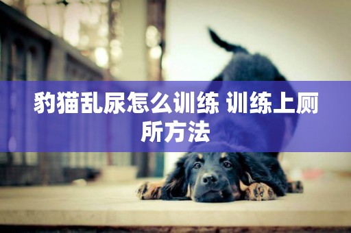 豹貓亂尿怎么訓練 訓練上廁所方法