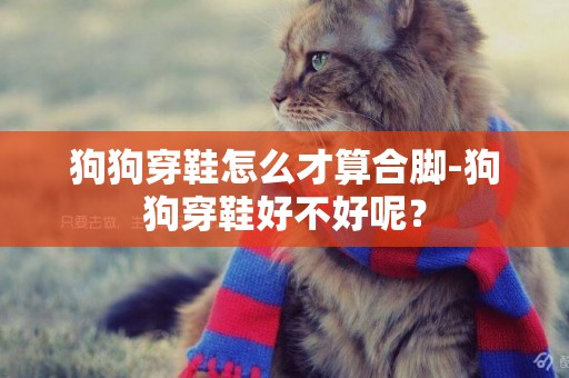 狗狗穿鞋怎么才算合腳-狗狗穿鞋好不好呢？