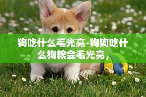 狗吃什么毛光亮-狗狗吃什么狗糧會毛光亮，