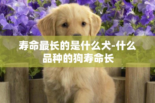 壽命最長的是什么犬-什么品種的狗壽命長