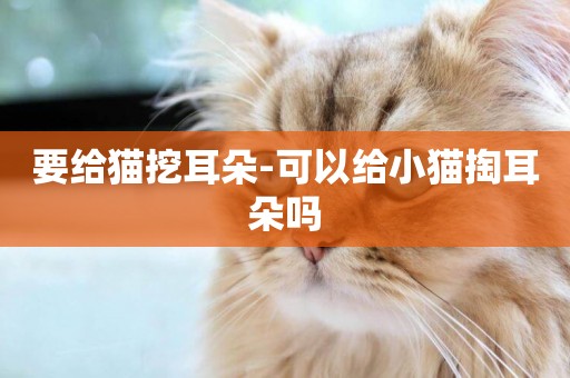 要給貓挖耳朵-可以給小貓掏耳朵嗎
