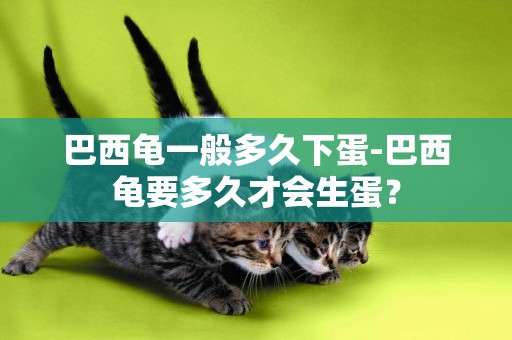 巴西龜一般多久下蛋-巴西龜要多久才會生蛋？