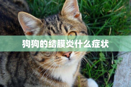 狗狗的結膜炎什么癥狀