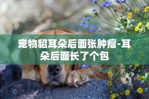 寵物貂耳朵后面張腫瘤-耳朵后面長了個包