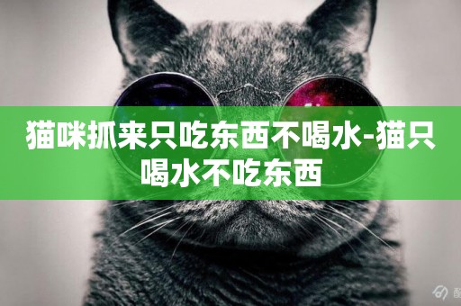 貓咪抓來只吃東西不喝水-貓只喝水不吃東西