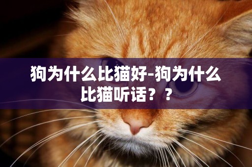 狗為什么比貓好-狗為什么比貓聽話？？