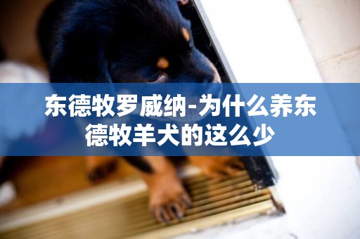 東德牧羅威納-為什么養東德牧羊犬的這么少