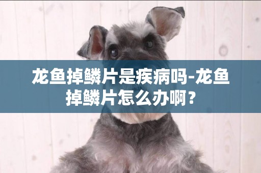 龍魚掉鱗片是疾病嗎-龍魚掉鱗片怎么辦啊？