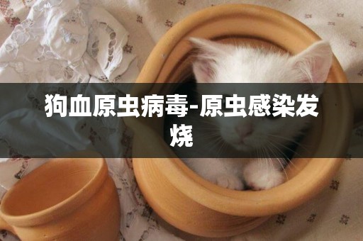 狗血原蟲病毒-原蟲感染發燒