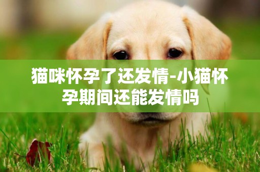 貓咪懷孕了還發情-小貓懷孕期間還能發情嗎