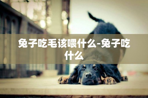 兔子吃毛該喂什么-兔子吃什么