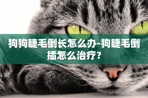 狗狗睫毛倒長怎么辦-狗睫毛倒插怎么治療？