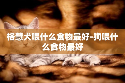 格慧犬喂什么食物最好-狗喂什么食物最好