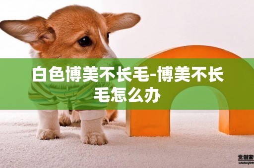 白色博美不長毛-博美不長毛怎么辦