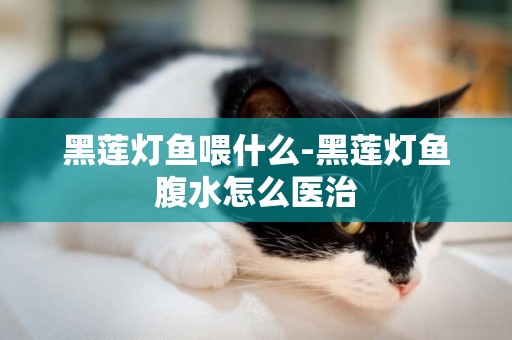 黑蓮燈魚喂什么-黑蓮燈魚腹水怎么醫治