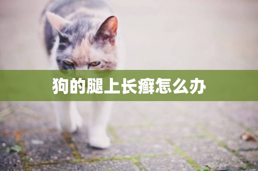 狗的腿上長癬怎么辦
