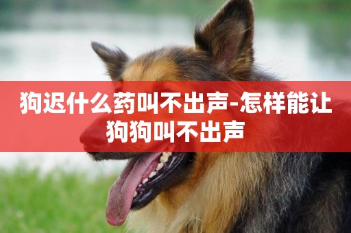 狗遲什么藥叫不出聲-怎樣能讓狗狗叫不出聲