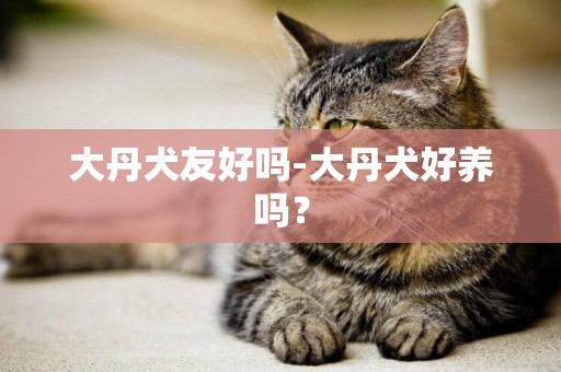 大丹犬友好嗎-大丹犬好養嗎？