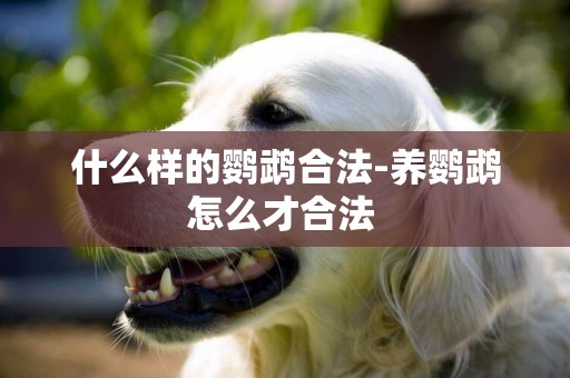 什么樣的鸚鵡合法-養鸚鵡怎么才合法 