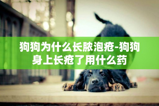 狗狗為什么長膿泡瘡-狗狗身上長瘡了用什么藥