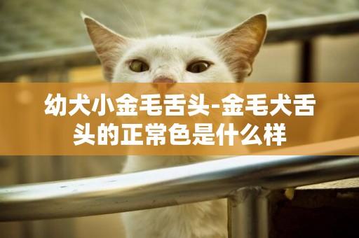 幼犬小金毛舌頭-金毛犬舌頭的正常色是什么樣