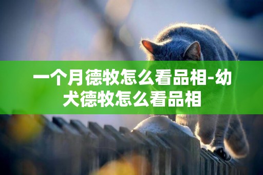 一個月德牧怎么看品相-幼犬德牧怎么看品相
