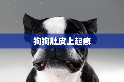 狗狗肚皮上起癬