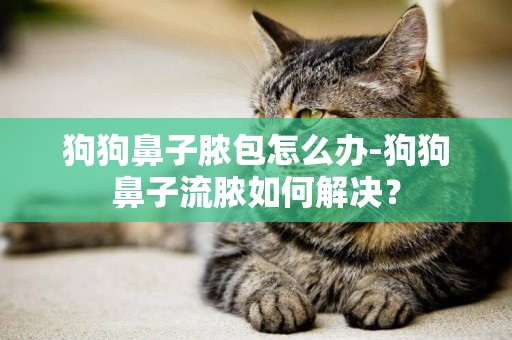 狗狗鼻子膿包怎么辦-狗狗鼻子流膿如何解決？