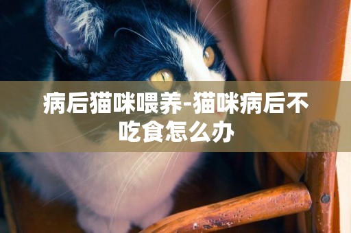 病后貓咪喂養-貓咪病后不吃食怎么辦