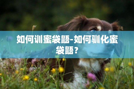 如何訓蜜袋鼯-如何馴化蜜袋鼯？