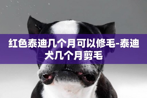 紅色泰迪幾個月可以修毛-泰迪犬幾個月剪毛
