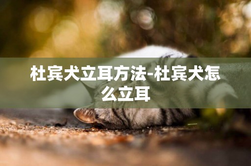 杜賓犬立耳方法-杜賓犬怎么立耳