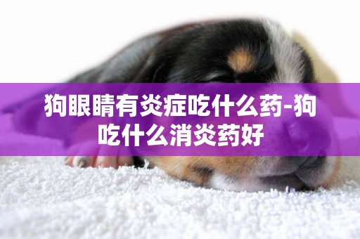 狗眼睛有炎癥吃什么藥-狗吃什么消炎藥好